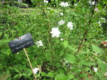 vignette philadelphus x bouquet blanc