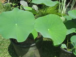 vignette Nelumbo nucifera - feuilles de lotus