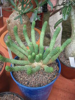 vignette Euphorbia inermis ?
