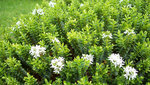 vignette Hebe Buxifolia (floraison)