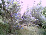 vignette canothe(lilas de californie)