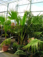 vignette washingtonia robusta