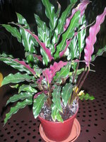 vignette Calathea lancifolia