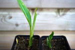 vignette Ravenala Madagascariensis