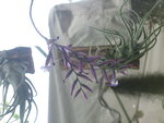 vignette Tillandsia cacticola (en fleurs) et tillandsia seleriana derrière