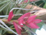 vignette Tillandsia recurvifolia