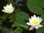 vignette nymphea en fleur dans mon bassin