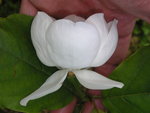 vignette Magnolia sieboldii