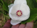 vignette Magnolia sieboldii