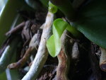 vignette 05-08 Rejet Phalaenopsis