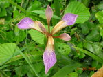 vignette Iris foetidissima, mon jardin