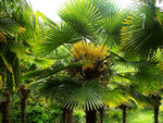 vignette Trachycarpus Wagnerianus (floraison)