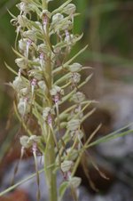 vignette Himantoglossum hircinum