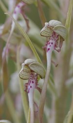 vignette Himantoglossum hircinum
