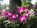 vignette Orchides.....