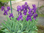 vignette Iris violet foncé