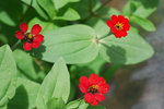 vignette Zinnias Liliputs