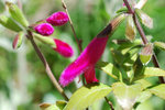 vignette Salvia buchananii