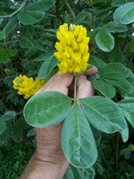 vignette Argyrocytisus battandierii / Fabaceae / Maroc