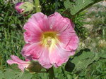 vignette Alcea rosea (Rose trmire rose claire)