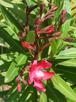 vignette Nerium oleander '???' (Laurier rose double rouge)