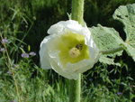 vignette Alcea rosea (Rose trmire blanche)