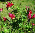 vignette Salvia Grahamii rouge