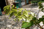 vignette hydrangea quercifolia