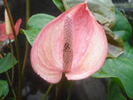 vignette Anthurium rose