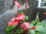 vignette Anthurium rouge