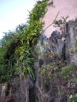 vignette Hypolecereus undatus = Cereus triangularis = Hylocereus tricostatus