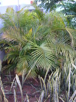 vignette Chrysalidocarpus sp