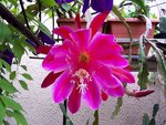 vignette epiphyllum 