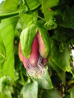 vignette Passiflora quadrangularis