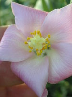 vignette Lagunaria patersonii = Hibiscus patersonii