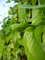 vignette Passiflora quadrangularis