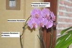 vignette Phalaenopsis - floraison multiple