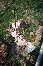 vignette magnolia soulengeana