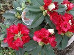 vignette rhododendron red jack