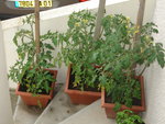 vignette Plants de tomates