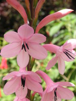 vignette Watsonia