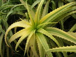 vignette Aloe arborescens 'Variegata'