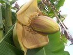 vignette la fleur du bananier(musa basjoo)