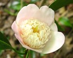 vignette Camlia ' PINK TINSIE ' camellia japonica ?