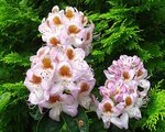 vignette Rhododendron 'Mrs Tom H Lowinsky'