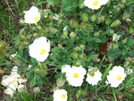 vignette Cistus salvifolius