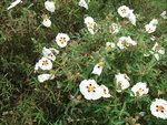 vignette Cistus aguilari maculatus