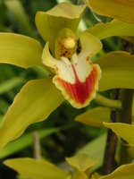 vignette Cymbidium lowianum