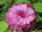 vignette Camellia