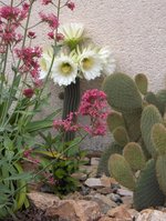 vignette cactus inconnu en fleurs